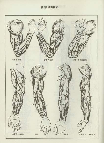 艺用人体肌肉骨骼图例躯干上下肢解剖分析素描人物速写手绘